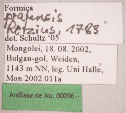 Foto Formica pratensis Retzius, 1783 Label