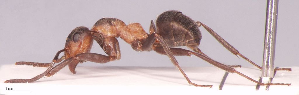 Foto Formica pratensis Retzius, 1783 lateral