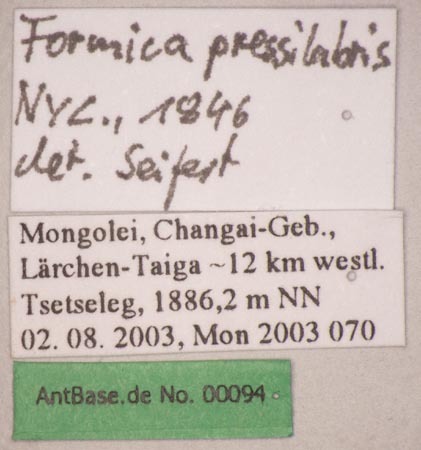 Foto Formica pressilabris Nylander, 1846 Label