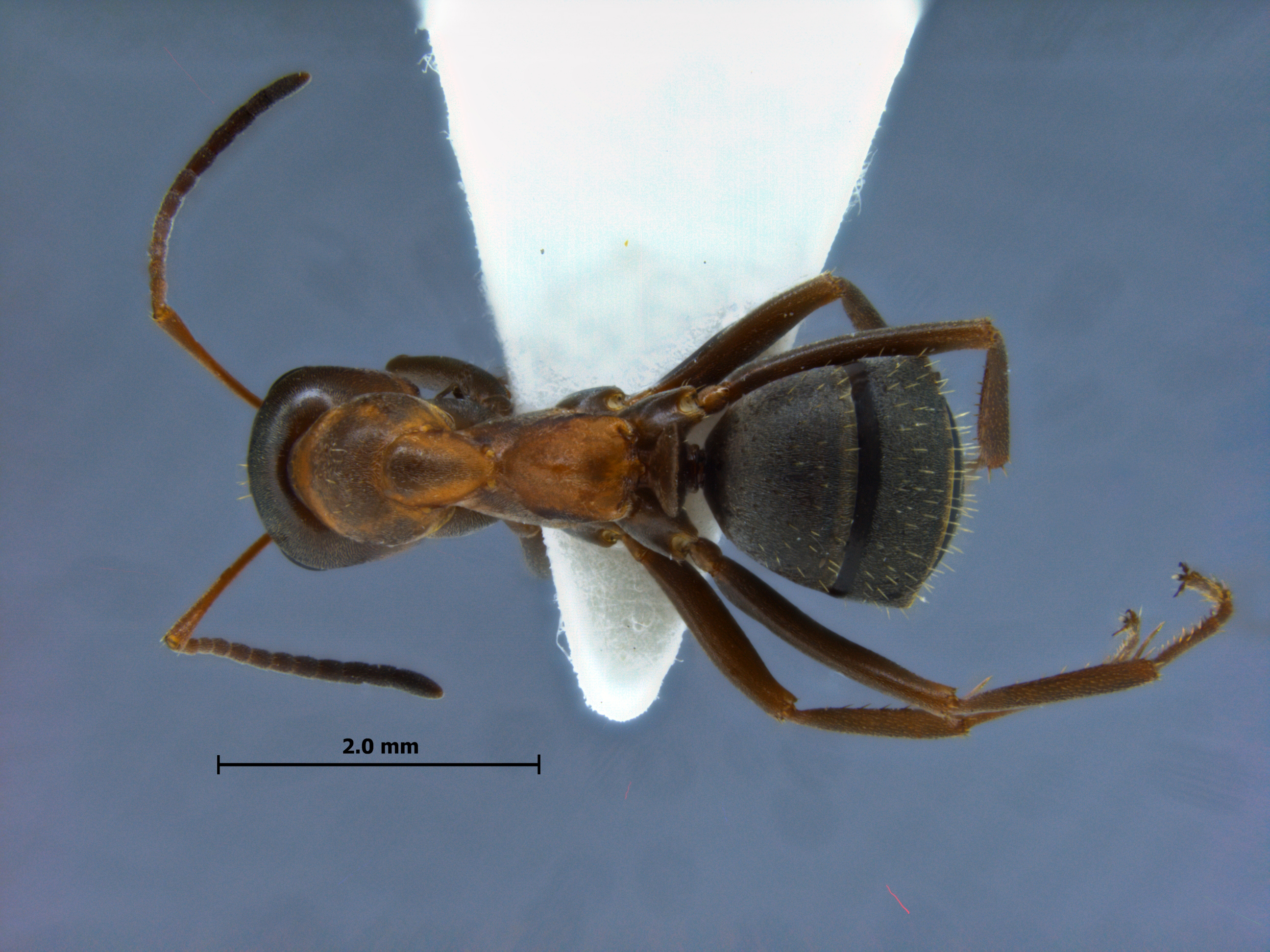 Foto Formica rufibarbis dorsal