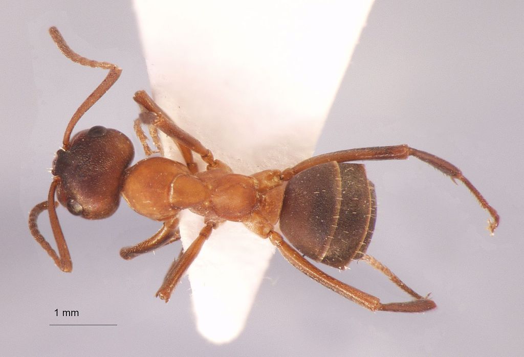 Foto Formica sanguinea Latreille, 1798 dorsal