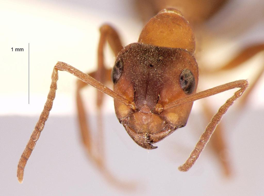 Foto Formica sanguinea Latreille, 1798 frontal