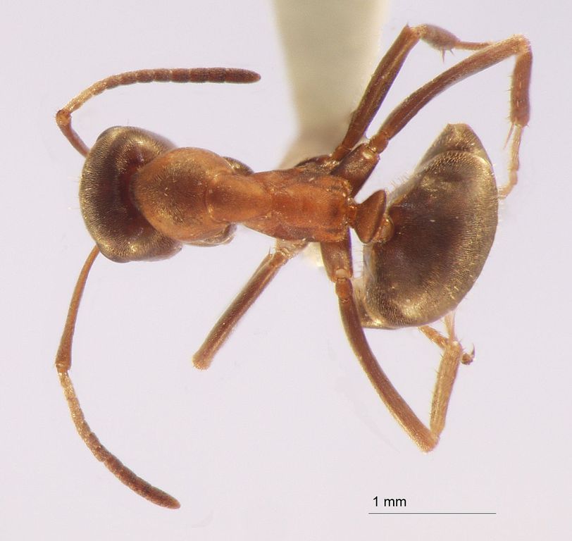 Foto Formica clarissima Emery, 1925 dorsal