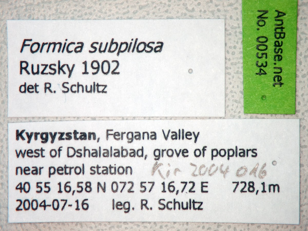 Foto Formica subpilosa Ruzsky, 1902 Label