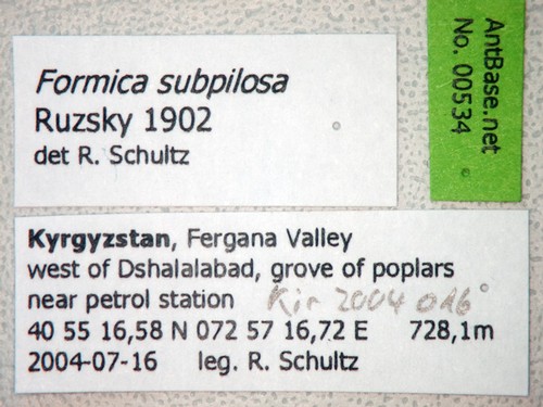 Formica subpilosa Ruzsky, 1902 Label