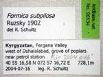 Formica subpilosa Ruzsky, 1902 Label