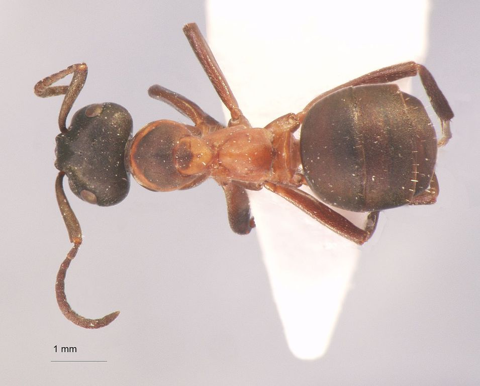 Foto Formica uralensis Ruzsky, 1895 dorsal