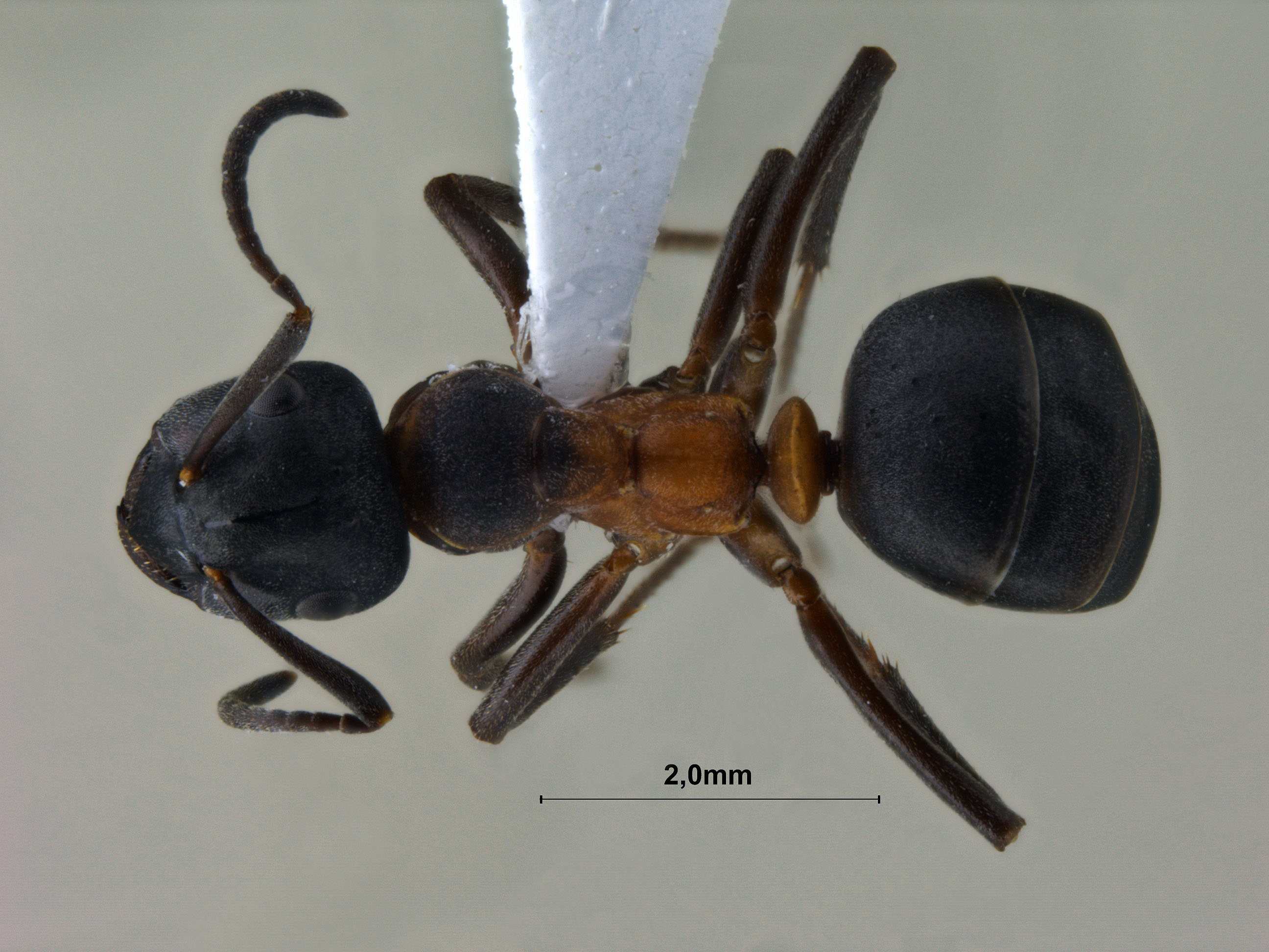 Foto Formica uralensis Ruzsky, 1895 dorsal