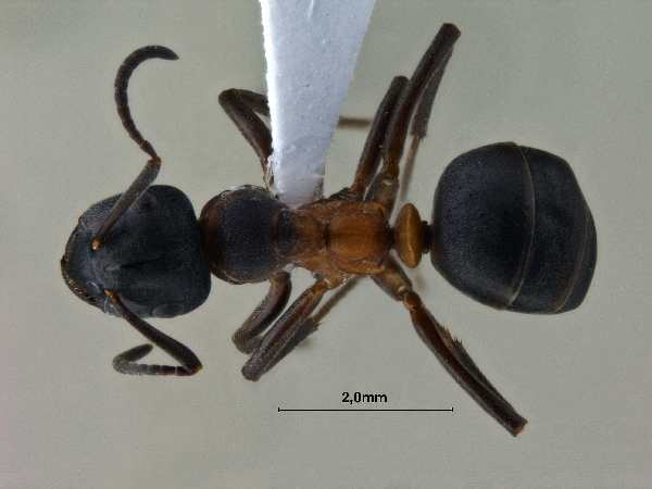 Formica uralensis Ruzsky, 1895 dorsal