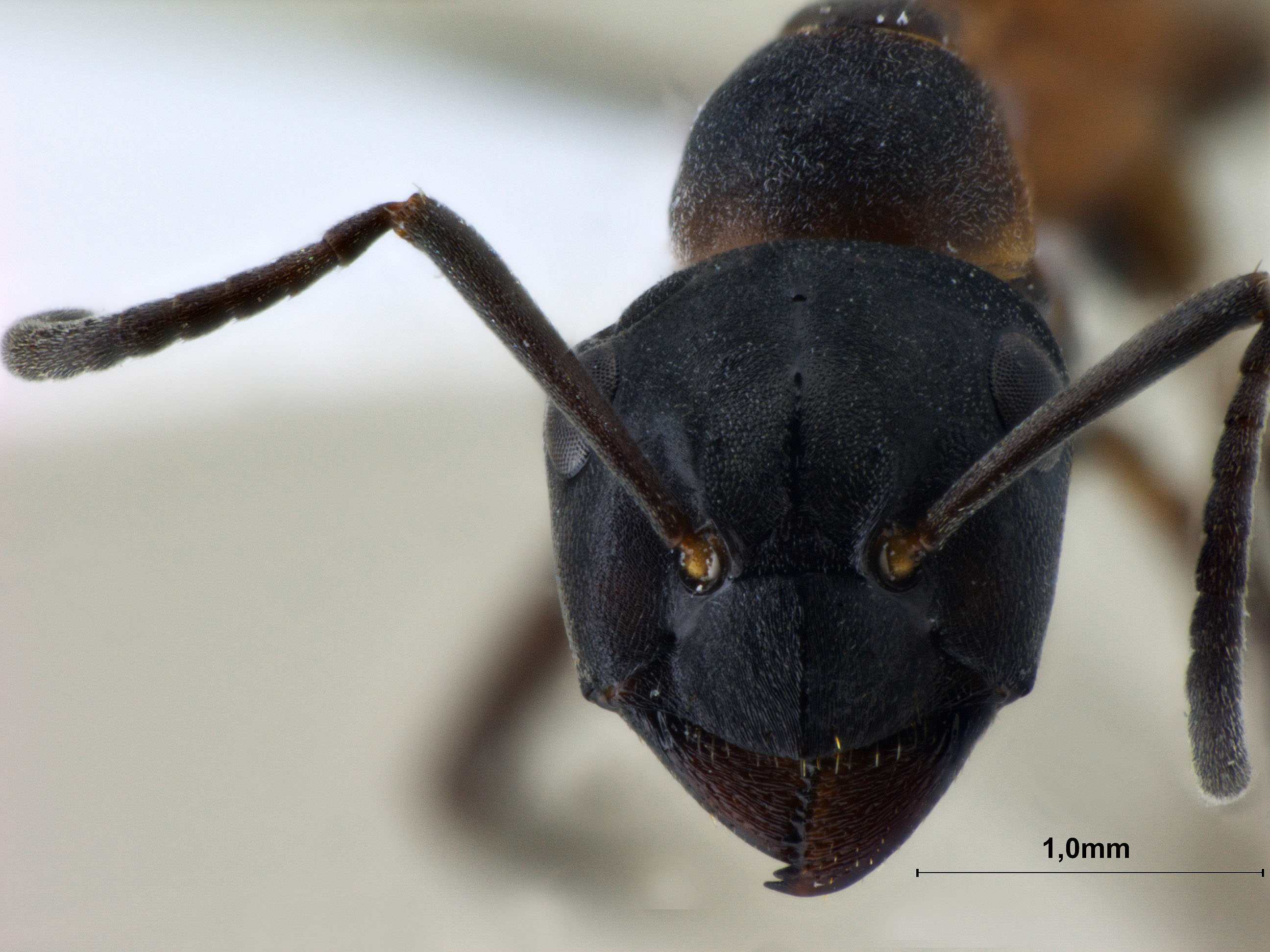 Foto Formica uralensis Ruzsky, 1895 frontal