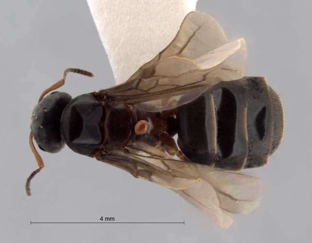 Lasius brunneus dorsal