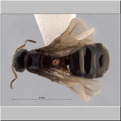 Lasius brunneus dorsal