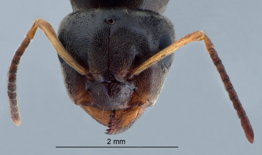 Lasius brunneus frontal