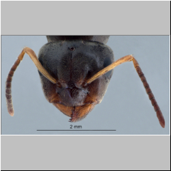 Lasius brunneus frontal