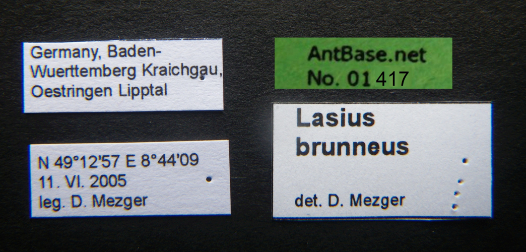 Foto Lasius brunneus Label