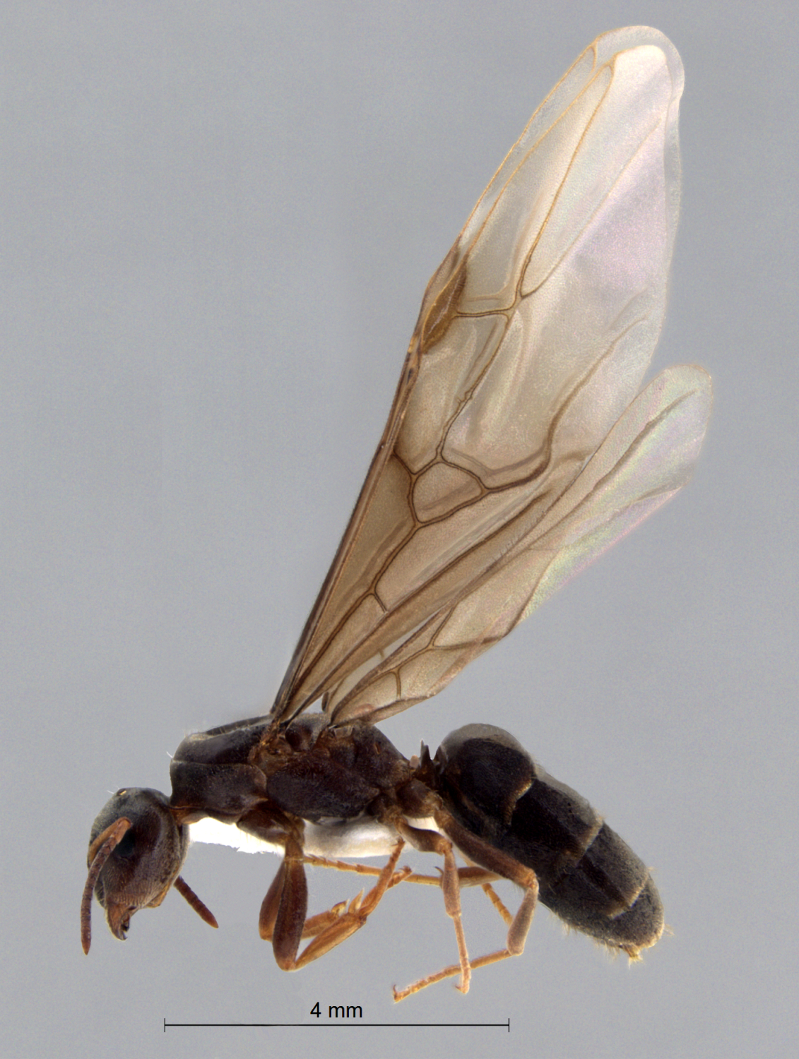 Foto Lasius brunneus lateral