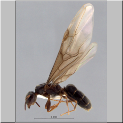 Lasius brunneus lateral