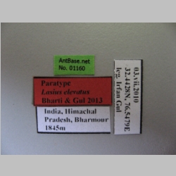 Lasius elevatus Bharti & Gul, 2013 Label