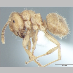 Lasius elevatus Bharti & Gul, 2013 lateral