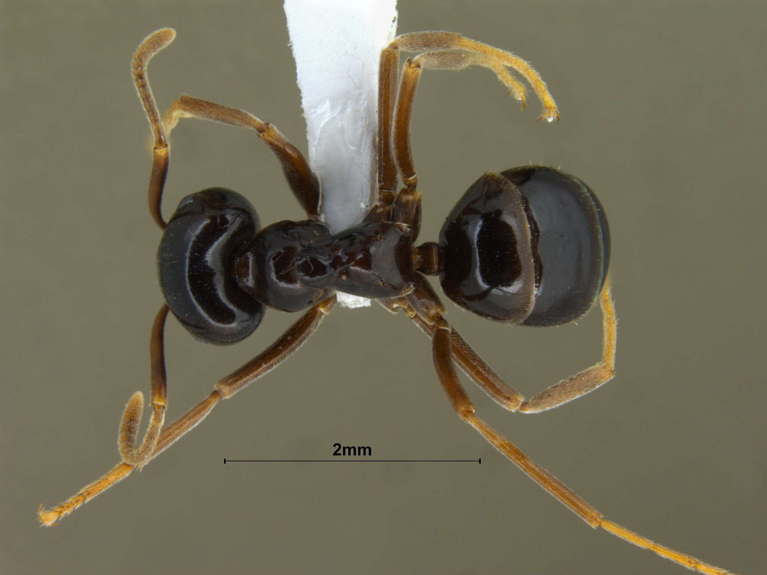 Foto Lasius fuji Radchenko, 2005 dorsal