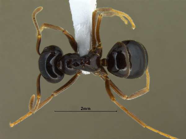 Lasius fuji Radchenko, 2005 dorsal