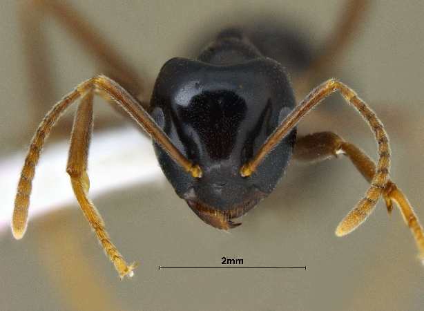 Lasius fuji Radchenko, 2005 frontal