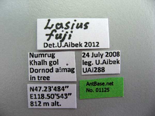 Lasius fuji Radchenko, 2005 Label