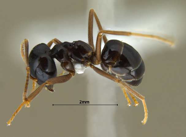 Lasius fuji Radchenko, 2005 lateral