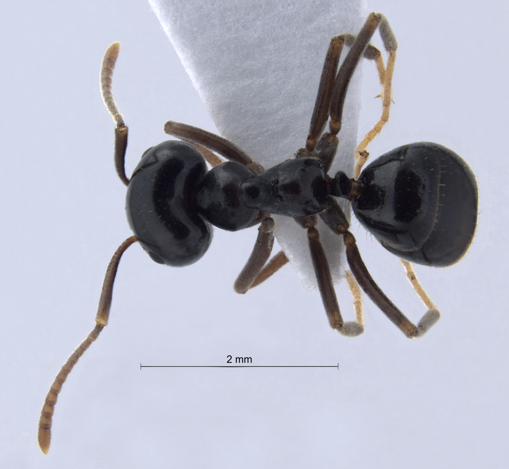 Foto Lasius fuligunosus (Latreille, 1798) dorsal