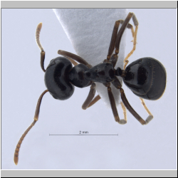 Lasius fuligunosus (Latreille, 1798) dorsal