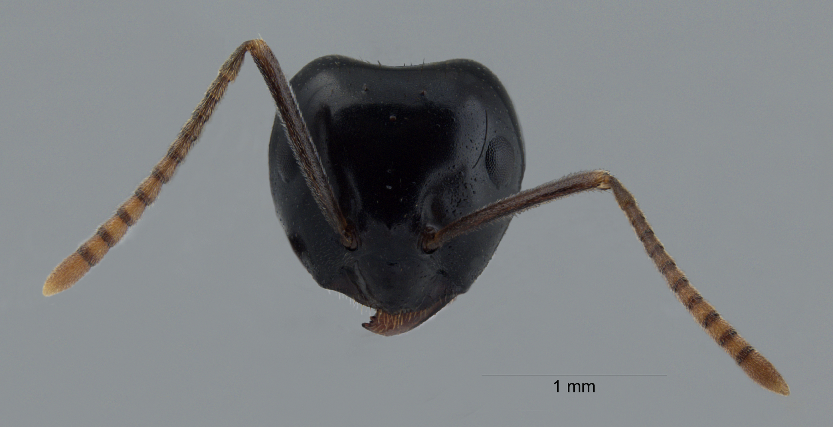 Foto Lasius fuligunosus (Latreille, 1798) frontal