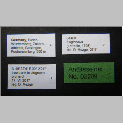 Lasius fuligunosus (Latreille, 1798) Label