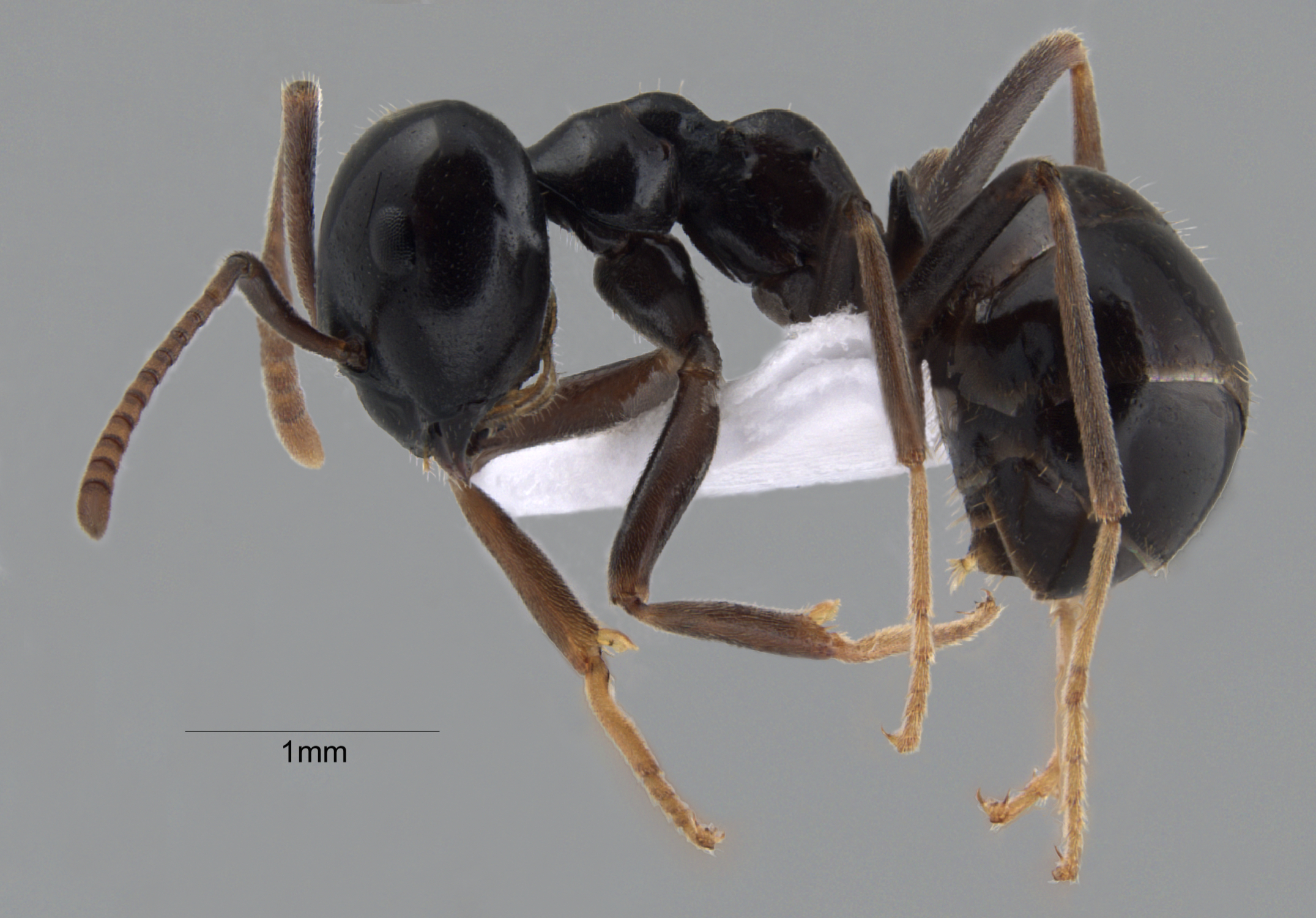 Foto Lasius fuligunosus (Latreille, 1798) lateral