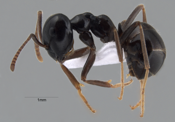 Lasius fuligunosus (Latreille, 1798) lateral