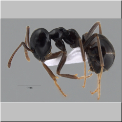 Lasius fuligunosus (Latreille, 1798) lateral