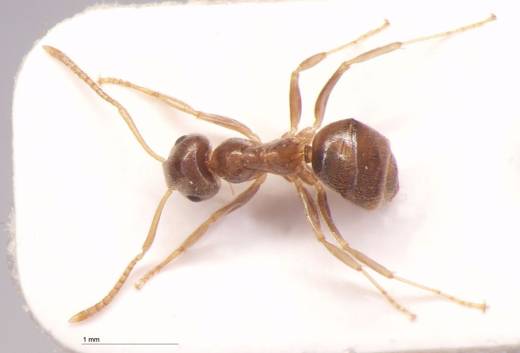 Foto Lasius gebaueri Seifert, 1992 dorsal