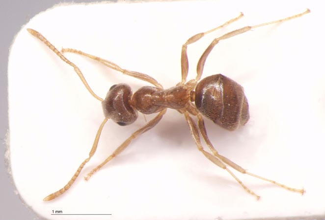 Lasius gebaueri Seifert, 1992 dorsal