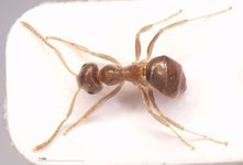 Lasius gebaueri Seifert, 1992 dorsal