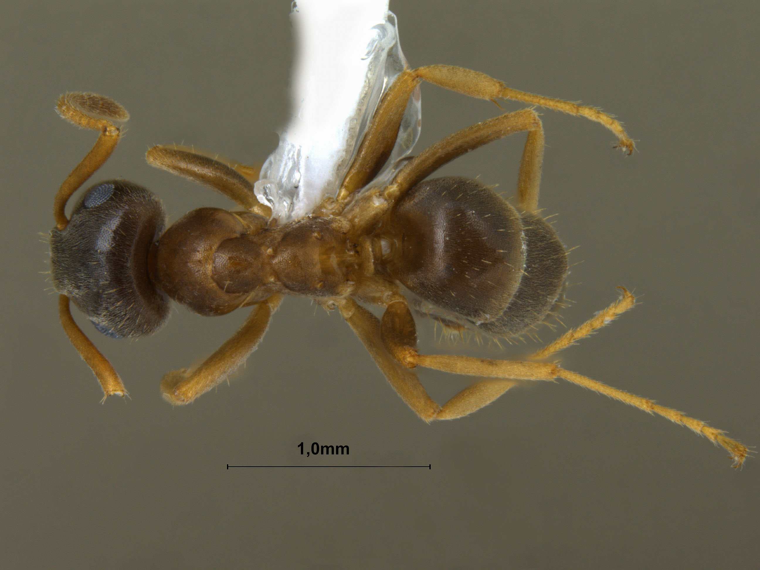 Foto Lasius gebaueri Seifert, 1992 dorsal