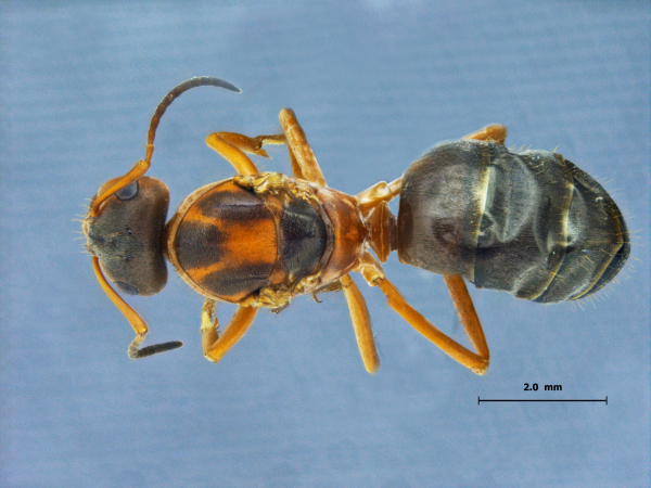 Lasius gebaueri Seifert, 1992 dorsal