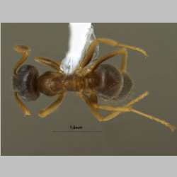 Lasius gebaueri Seifert, 1992 dorsal