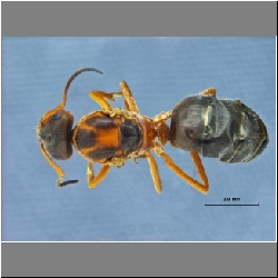 Lasius gebaueri Seifert, 1992 dorsal