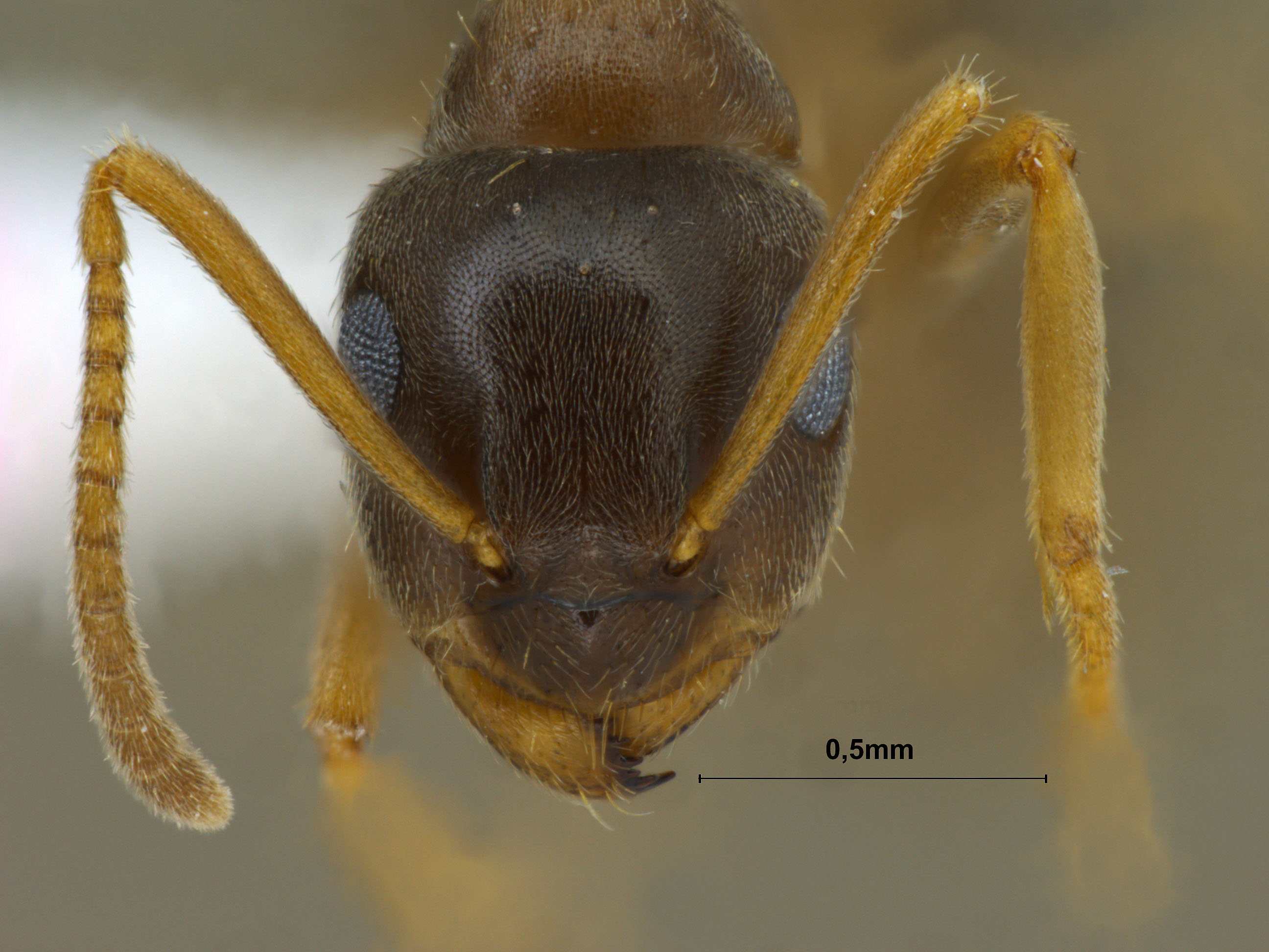 Foto Lasius gebaueri Seifert, 1992 frontal