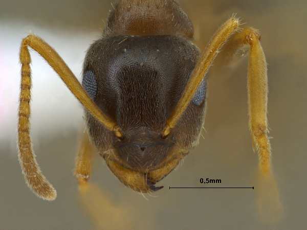 Lasius gebaueri Seifert, 1992 frontal