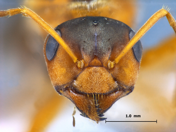 Lasius gebaueri Seifert, 1992 frontal