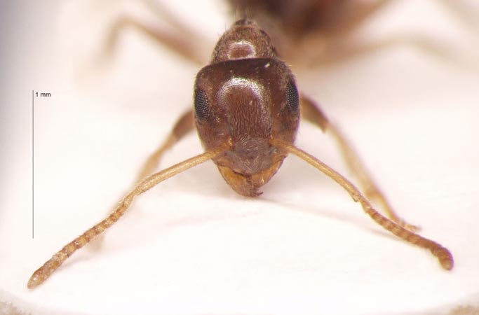 Lasius gebaueri Seifert, 1992 frontal