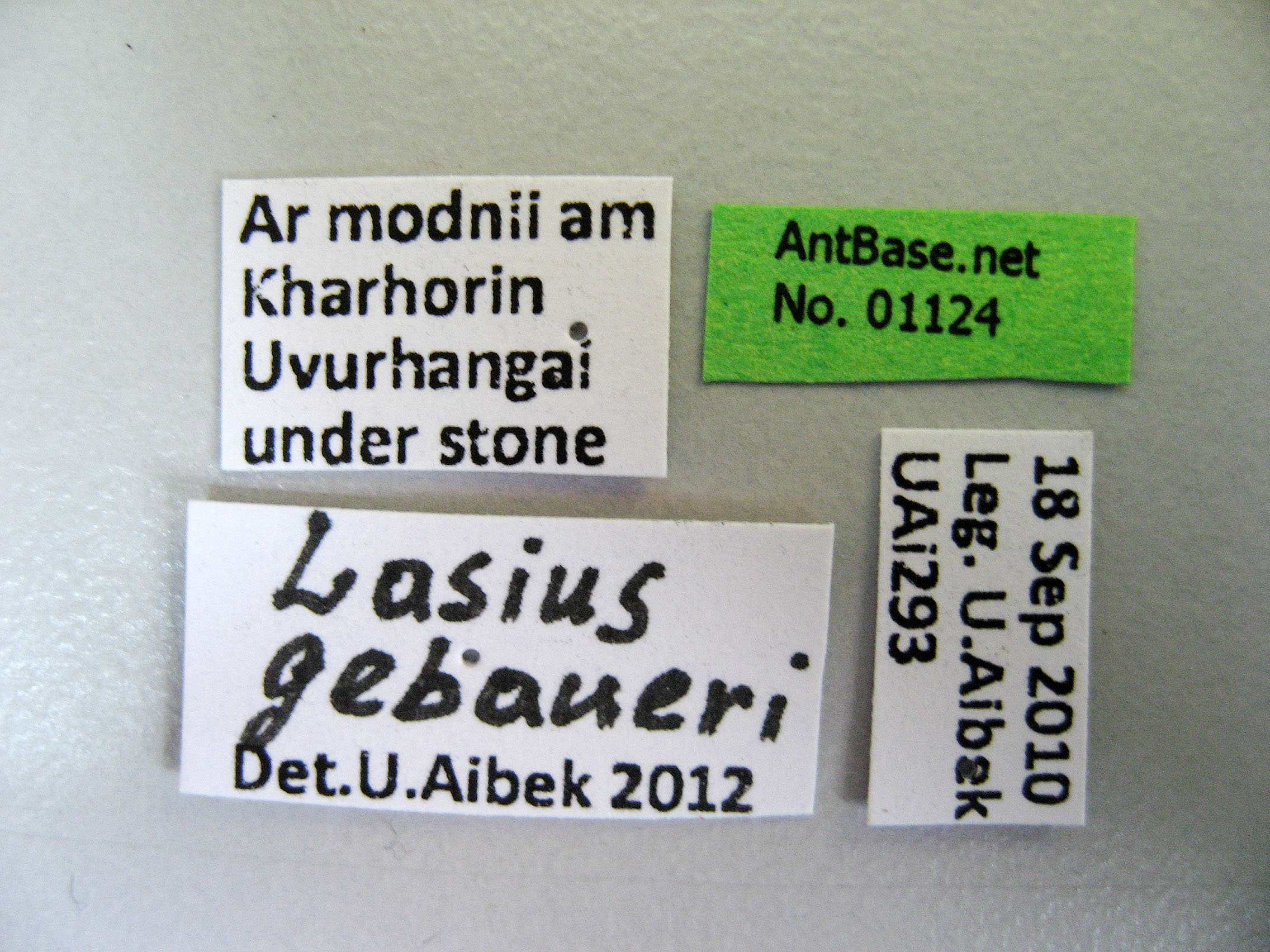 Foto Lasius gebaueri Seifert, 1992 Label