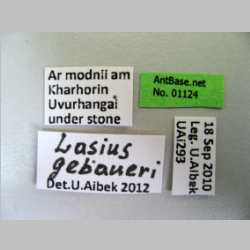 Lasius gebaueri Seifert, 1992 Label