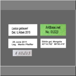 Lasius gebaueri Seifert, 1992 Label