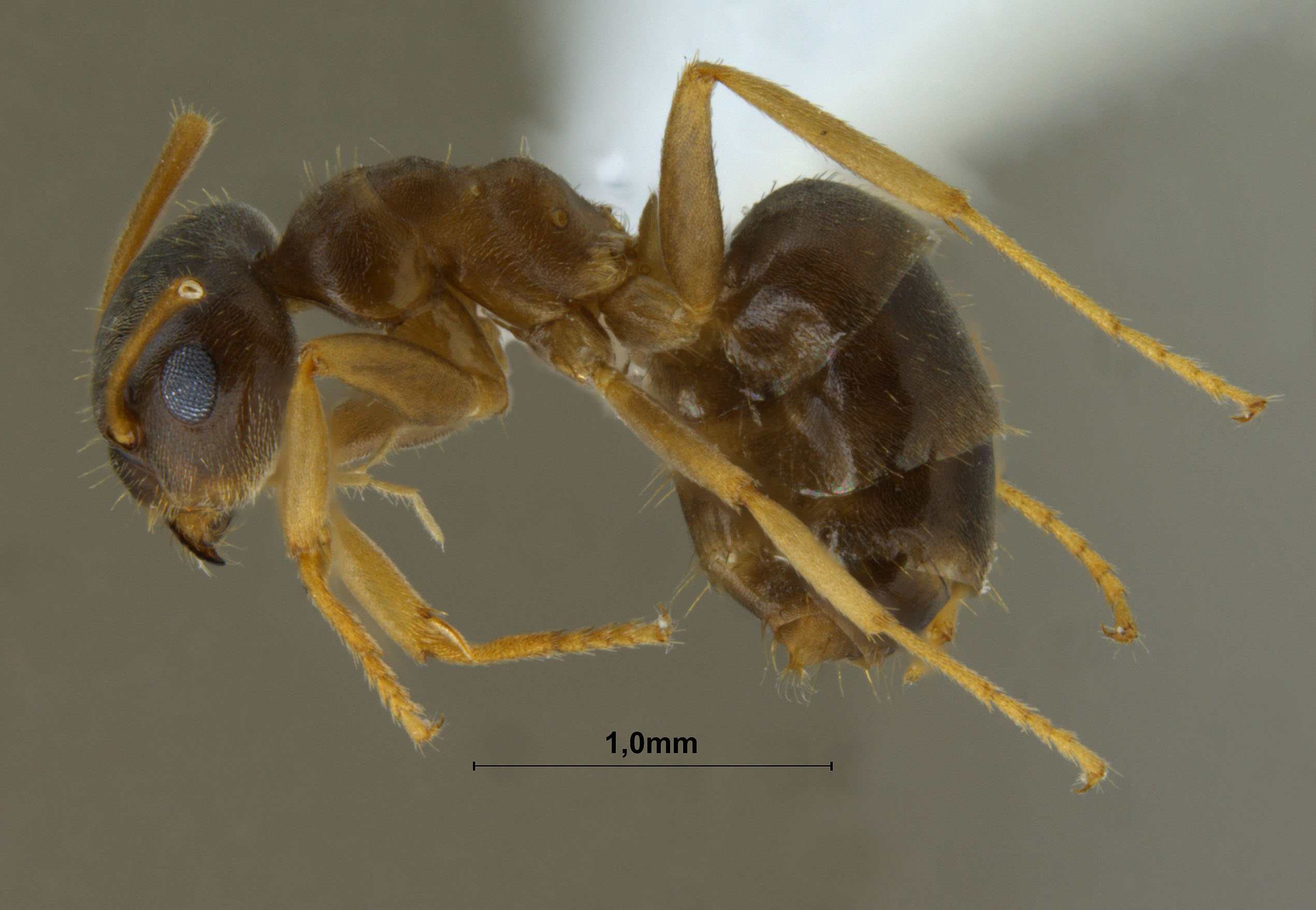 Foto Lasius gebaueri Seifert, 1992 lateral